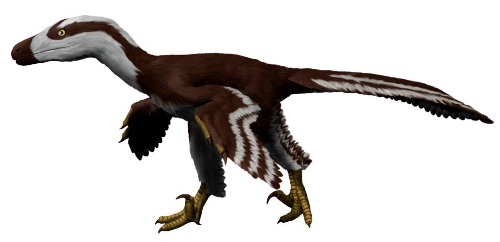 Acheroraptor