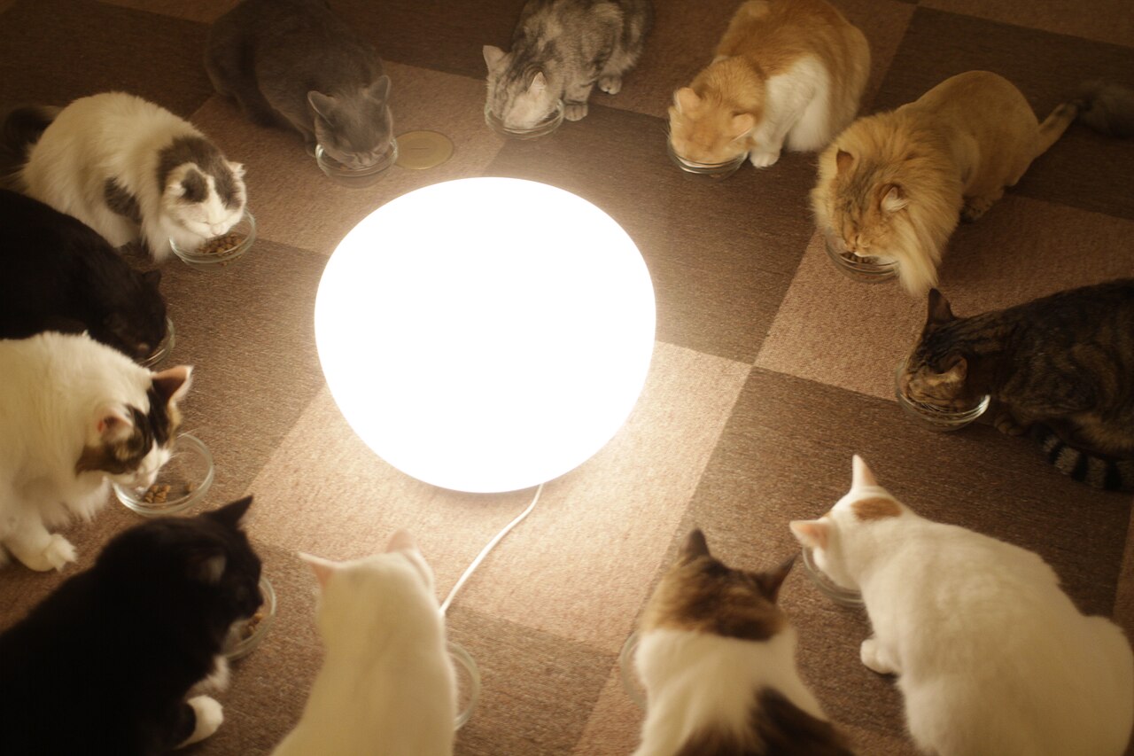 Cats (1998 film)