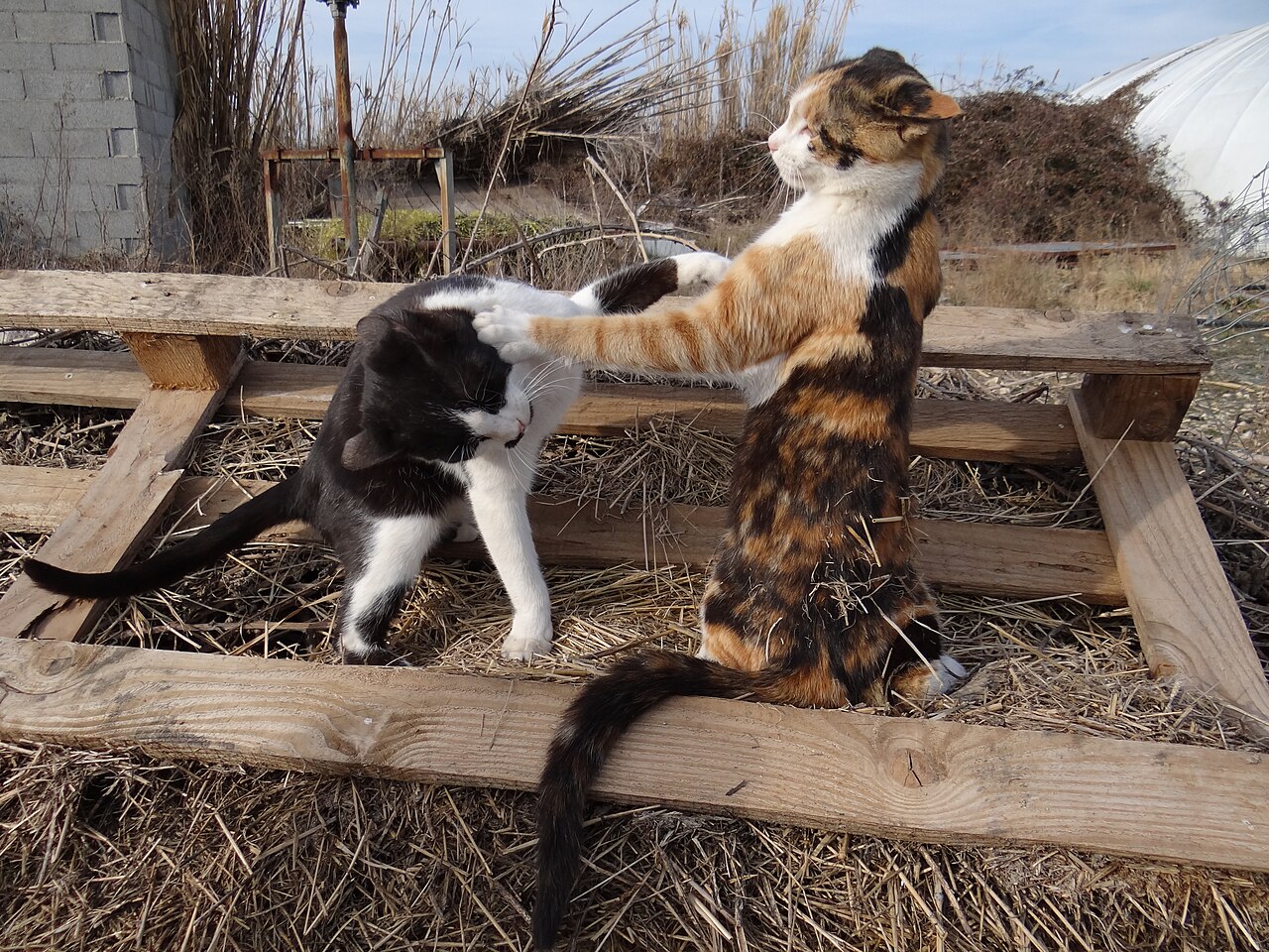 Cats (1998 film)