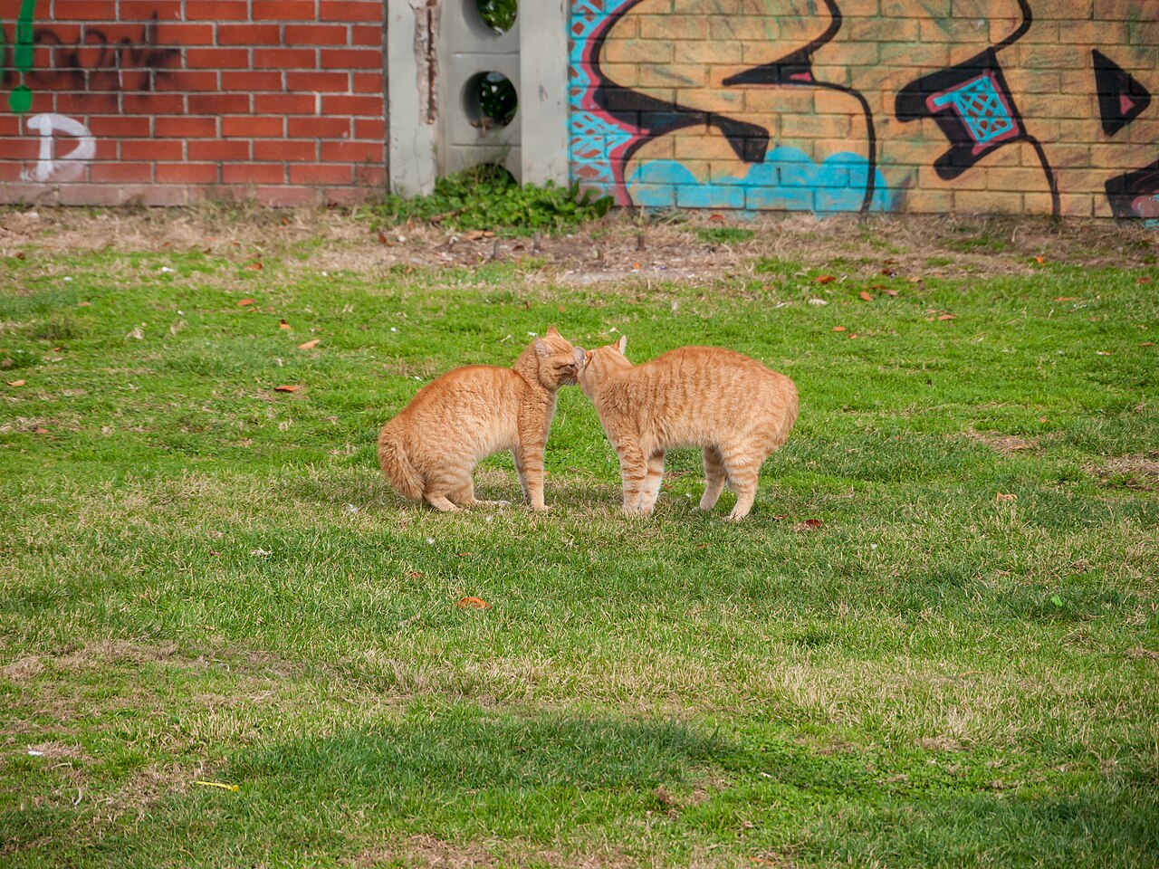 Cats (1998 film)