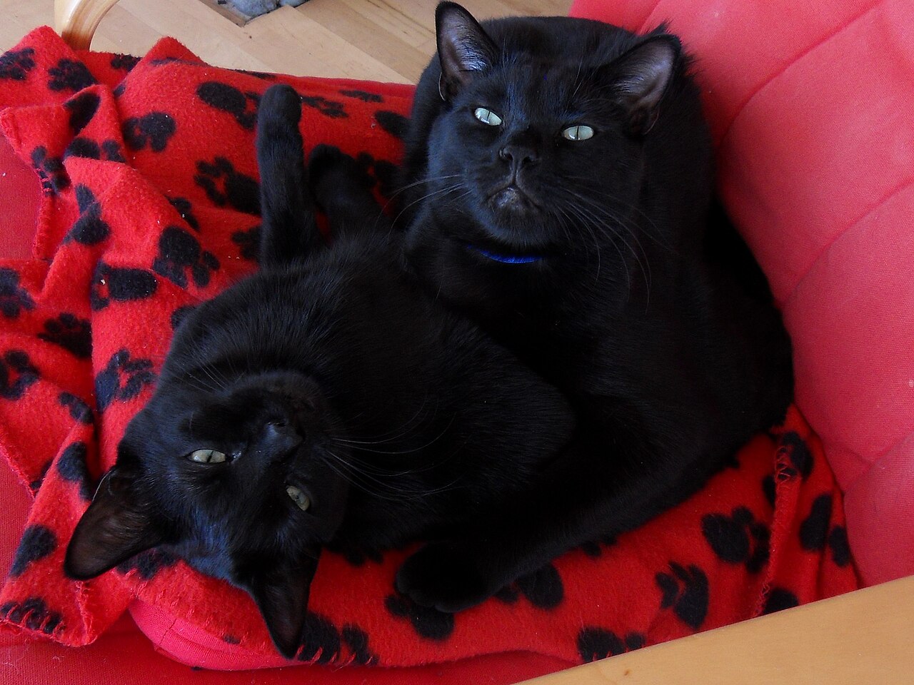Cats (1998 film)