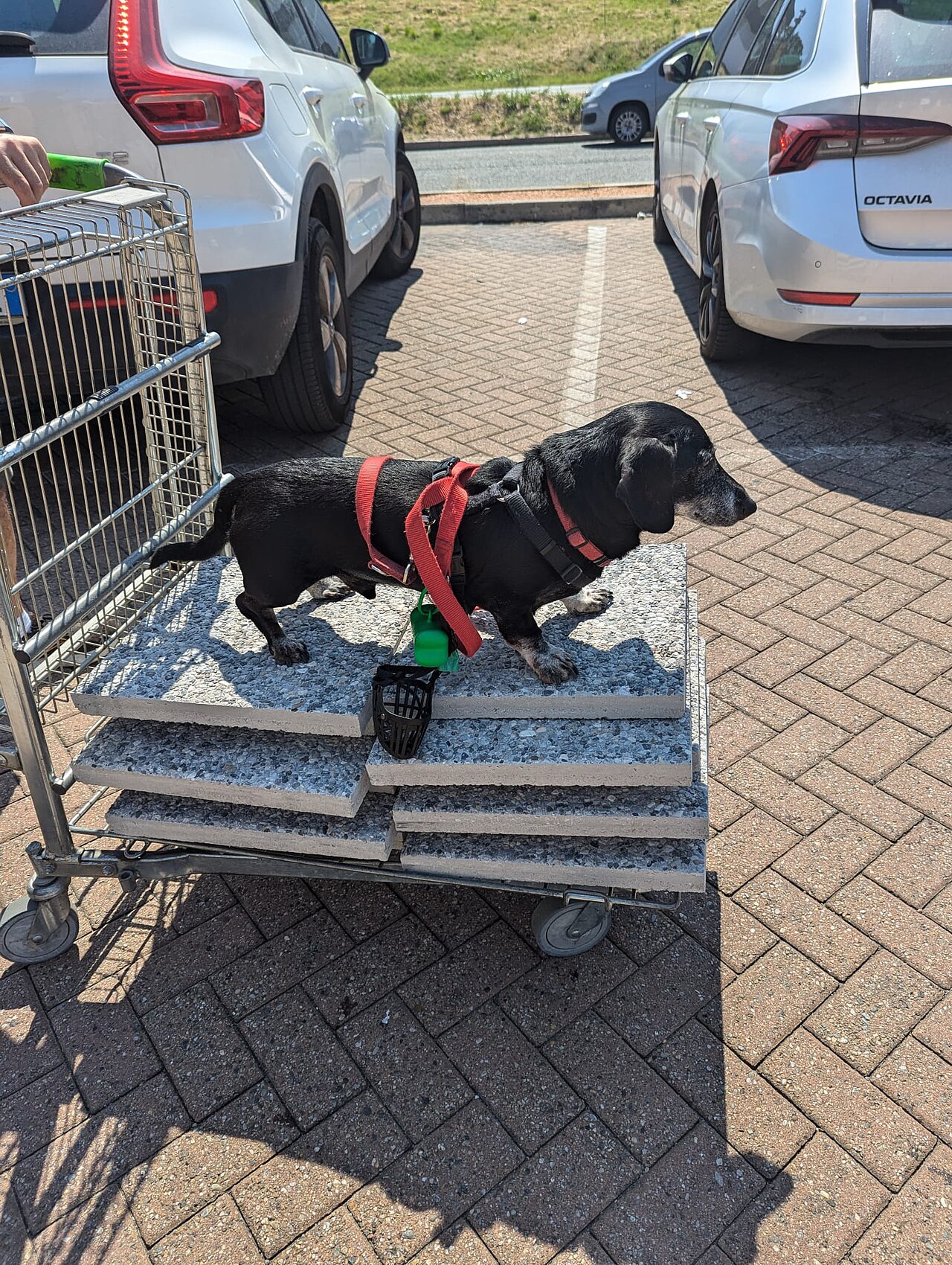 Dachshund