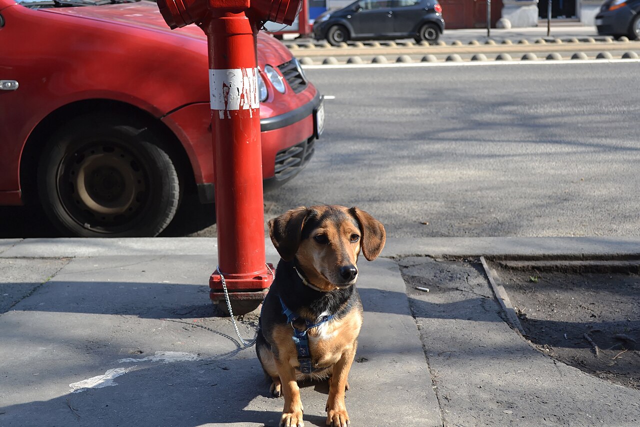 Dachshund