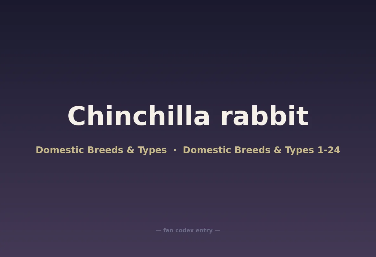 Chinchilla rabbit