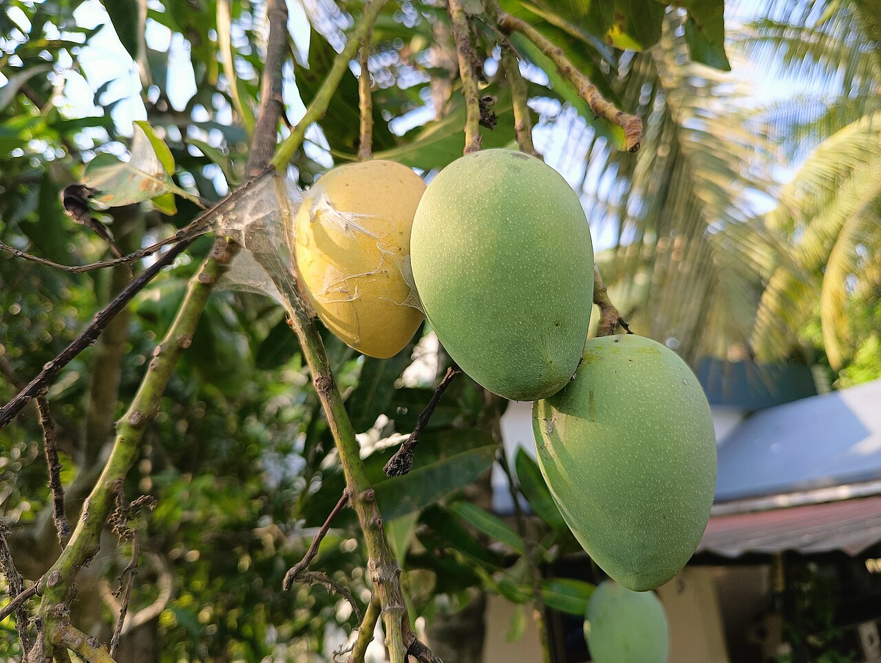 Mangú