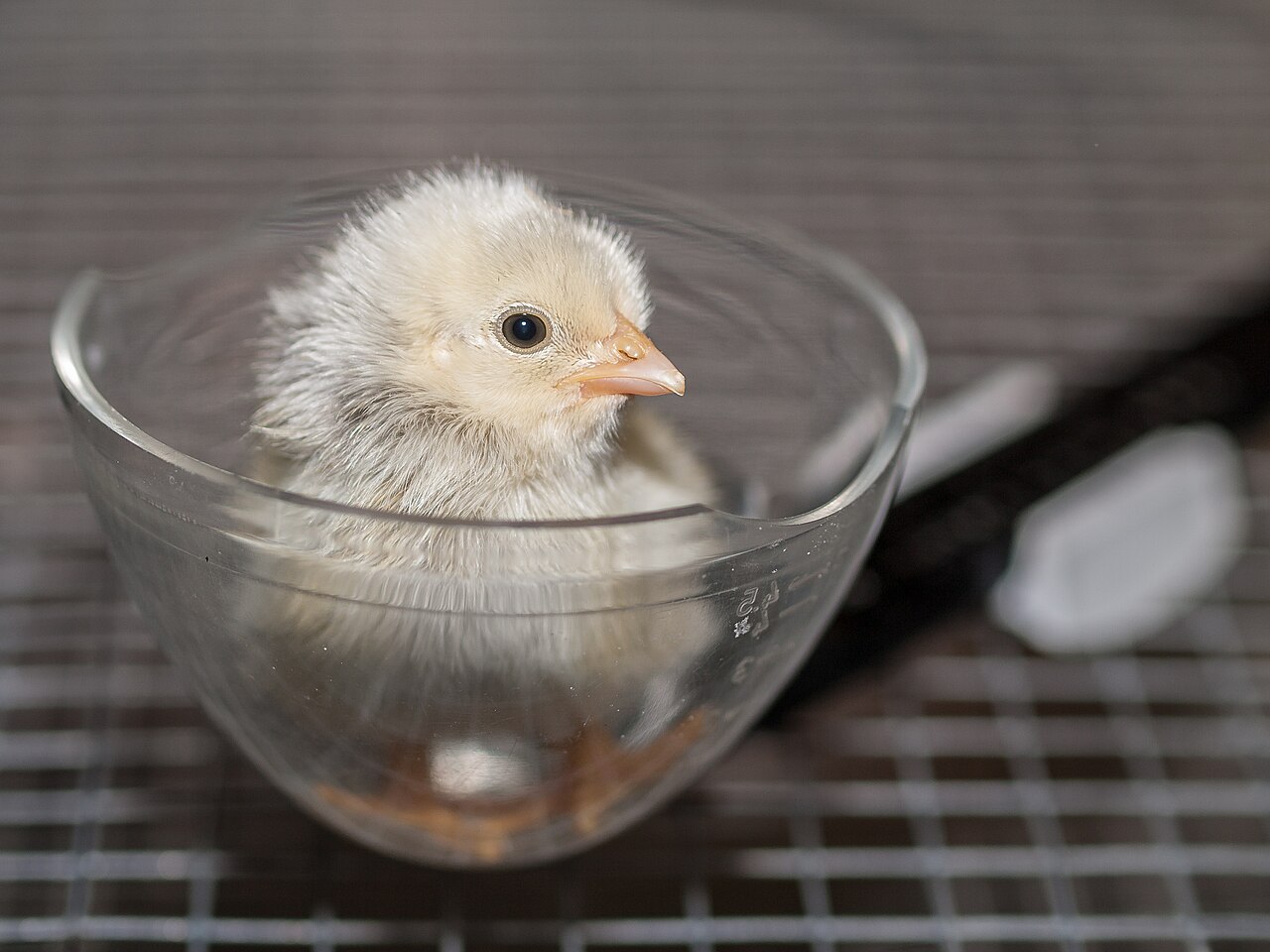 The Hatchling