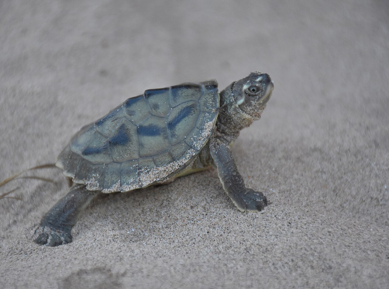 The Hatchling