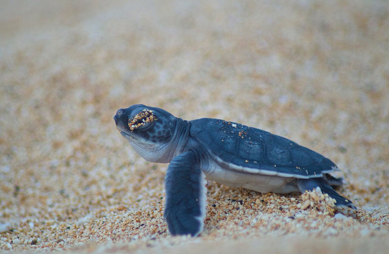 The Hatchling