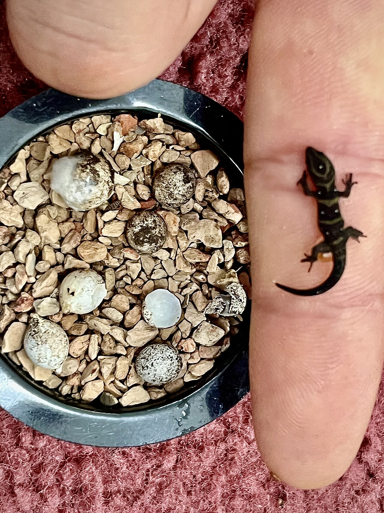 The Hatchling