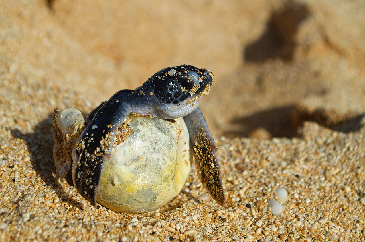 The Hatchling