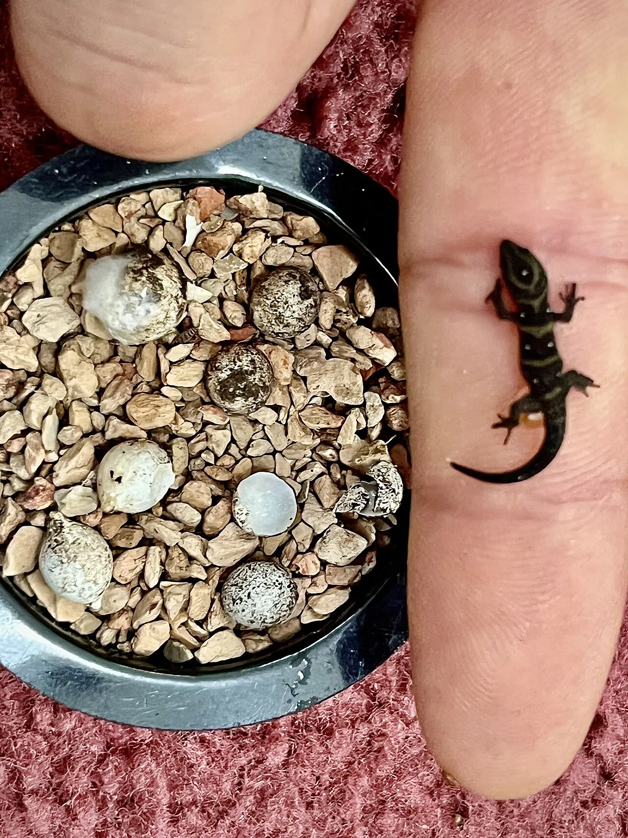 The Hatchling