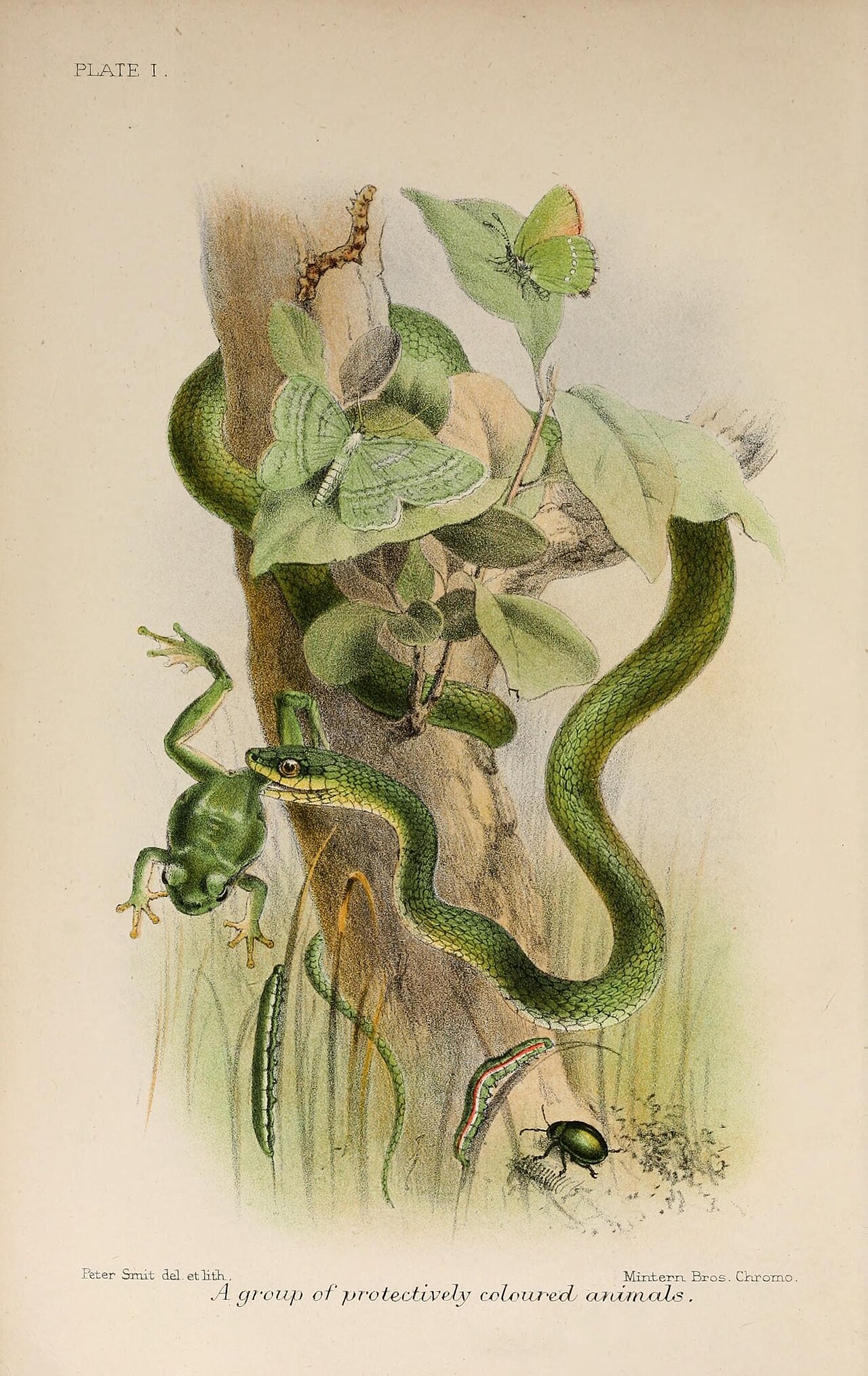 Animal coloration