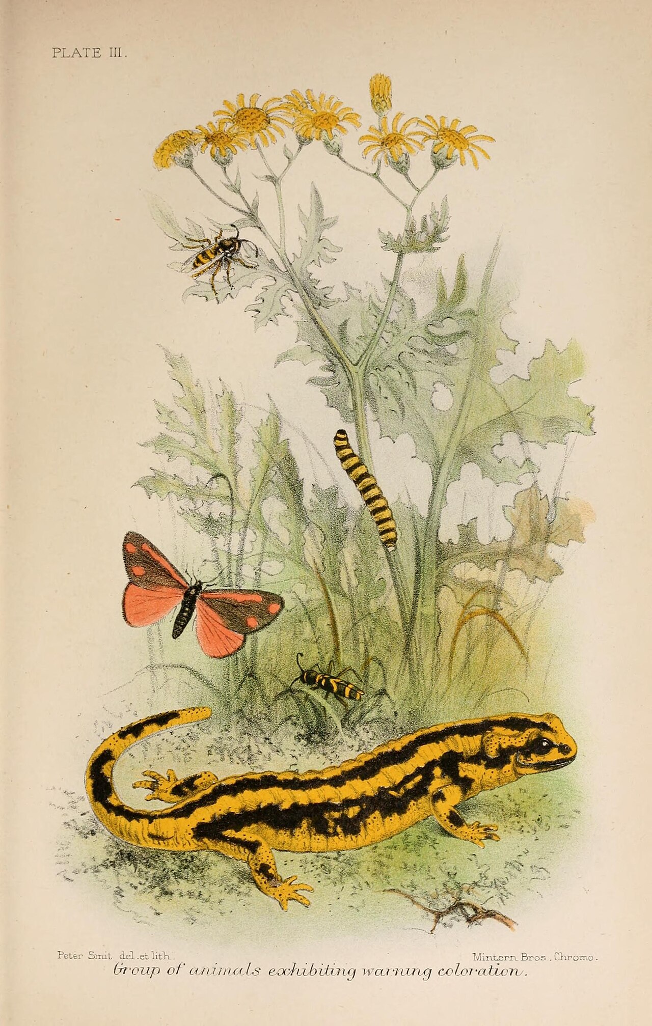 Animal coloration