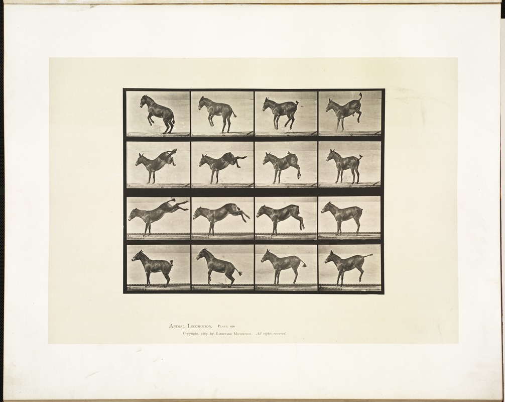 Animal locomotion