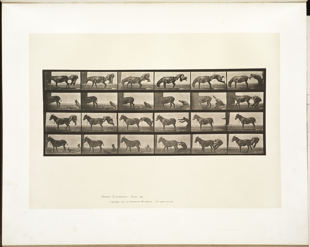 Animal locomotion