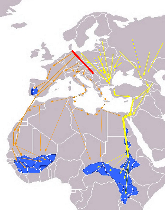 Animal migration