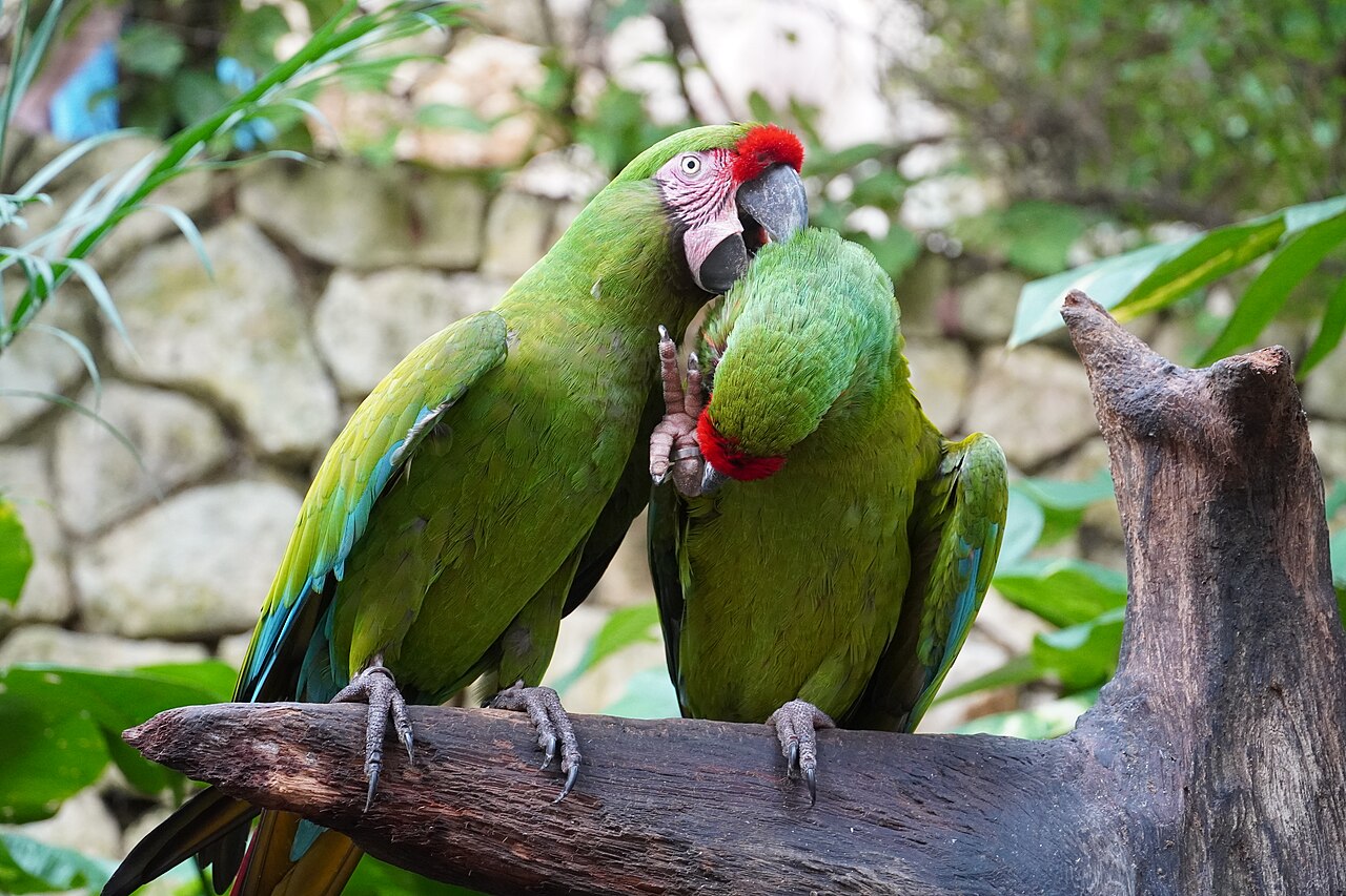 Personal grooming