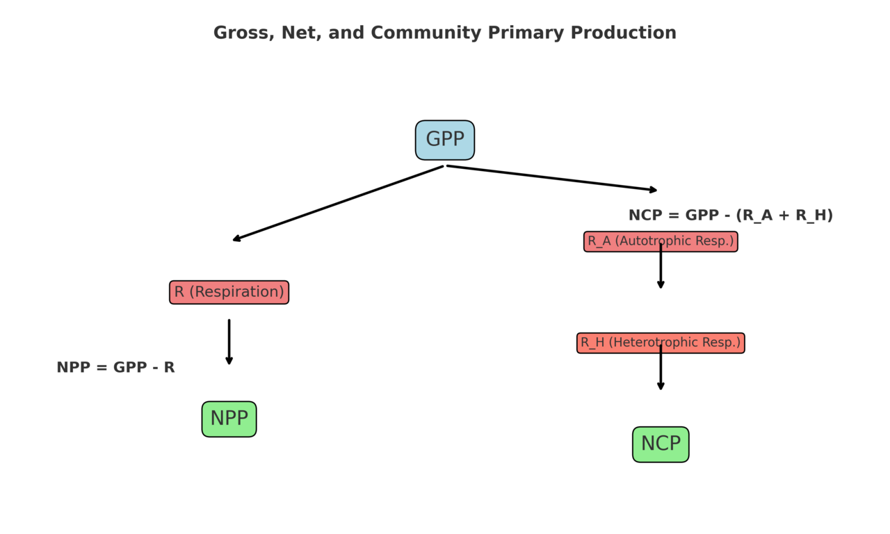 Primary production