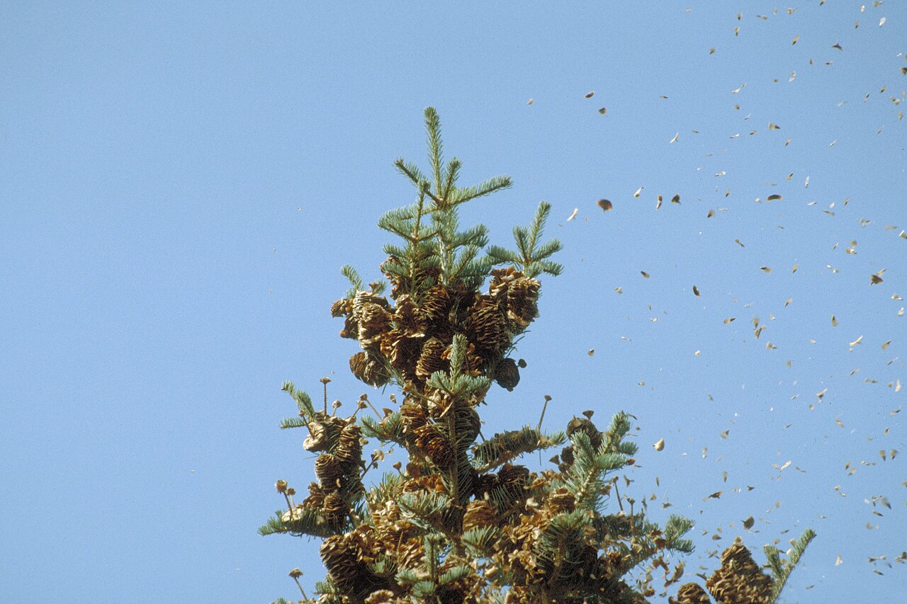 Seed dispersal
