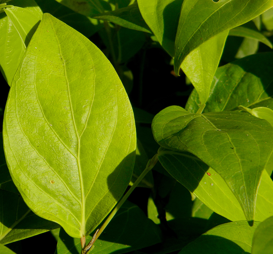 Ilex guayusa