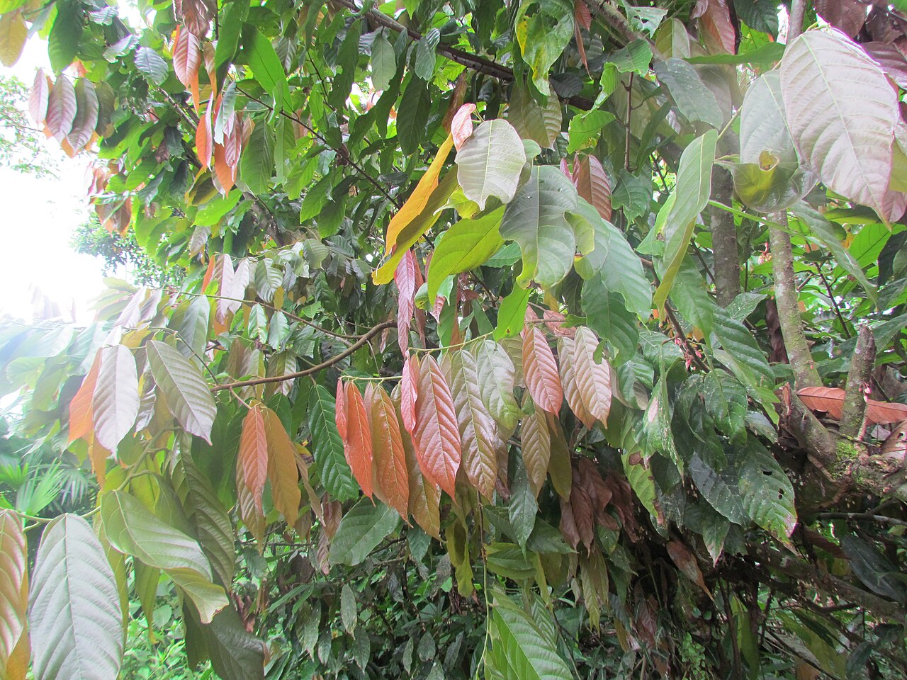 Ilex guayusa