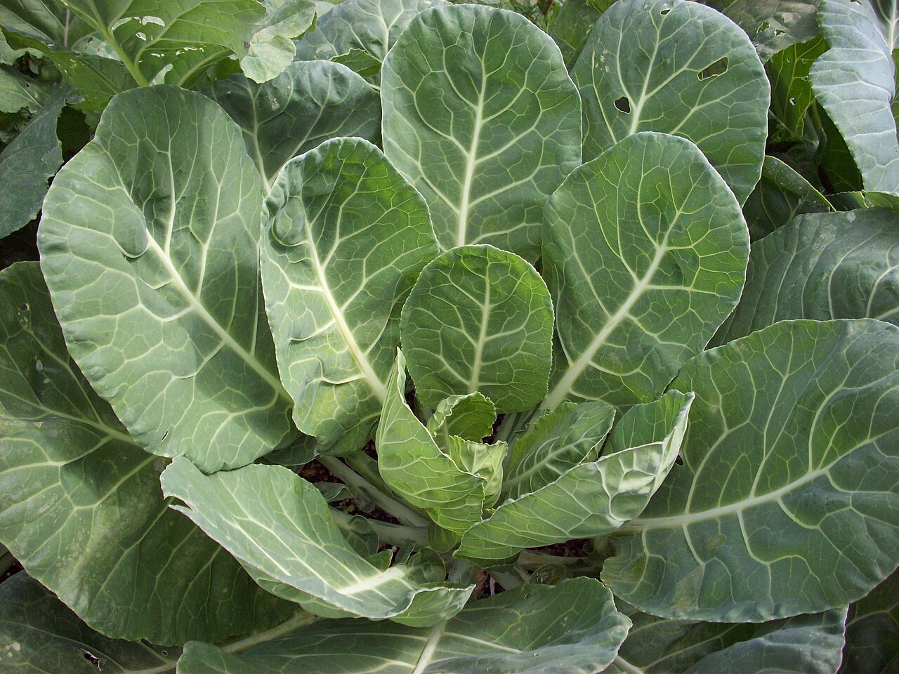 Collard Greens Brassica oleracea