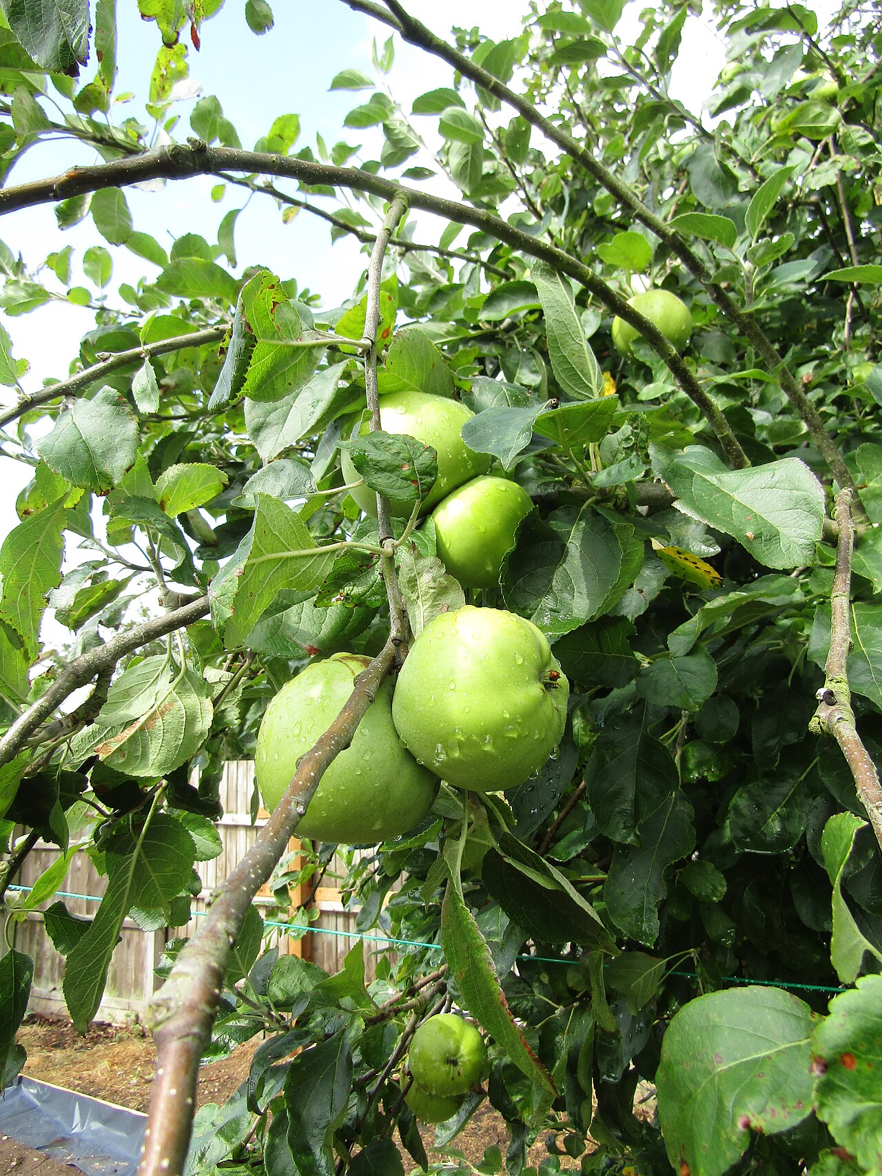 2018-07-30 Granny smith (Malus pumila) cooking apples, Trimingham