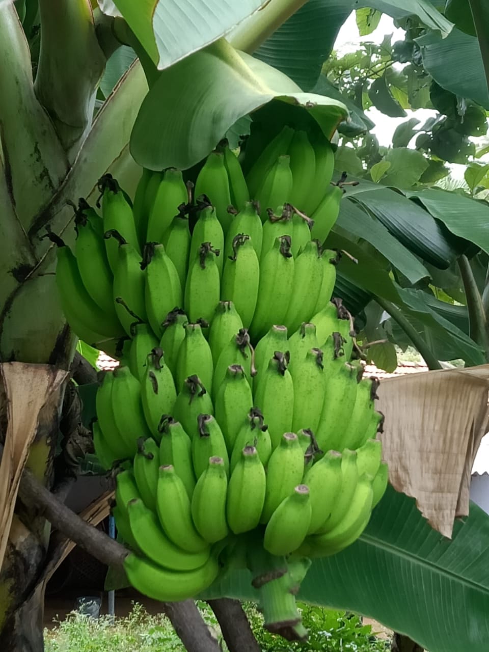 Plantain - raw banana