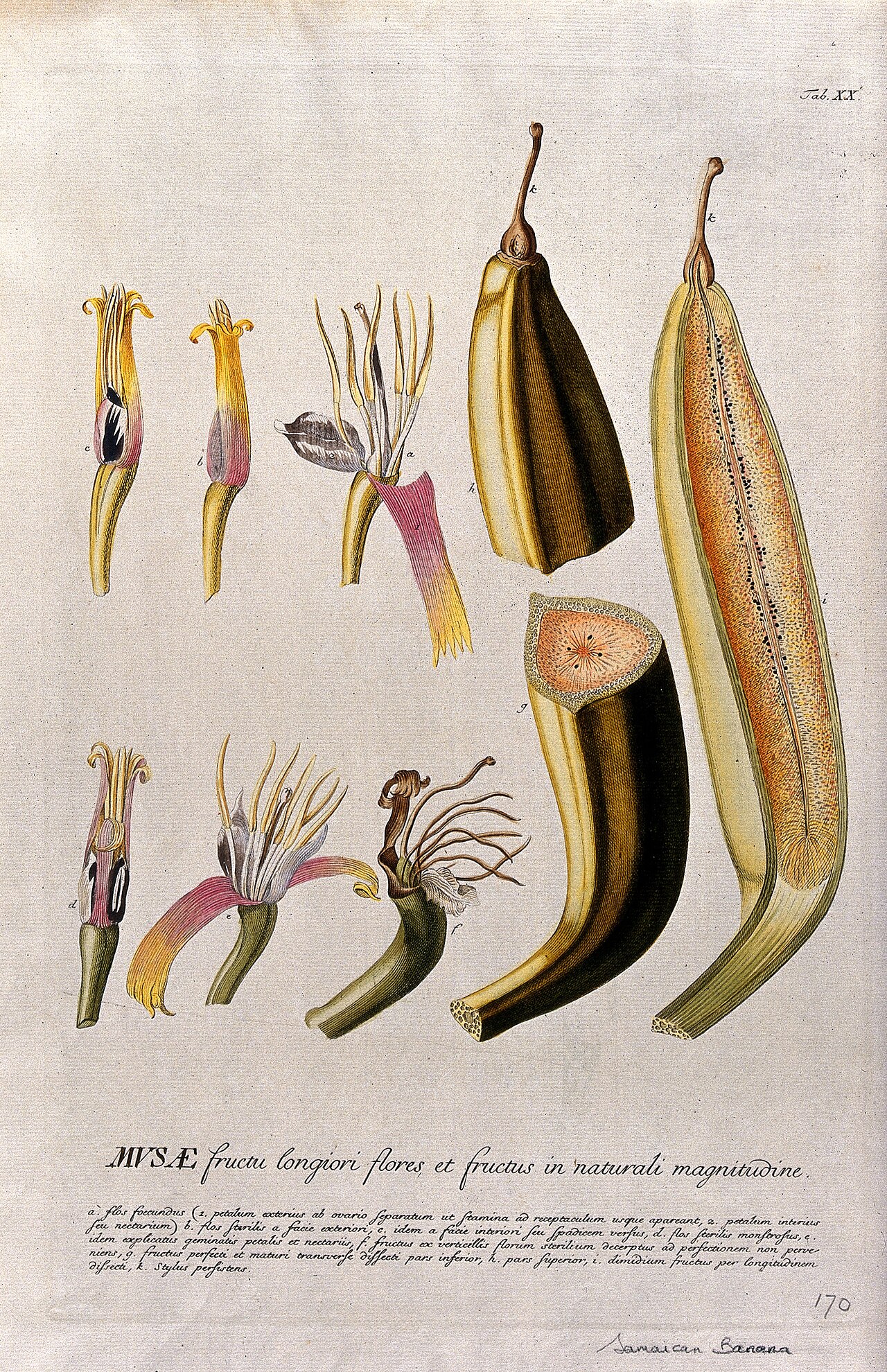 Plantain banana (Musa x paradisiaca L.); nine sections of fl Wellcome