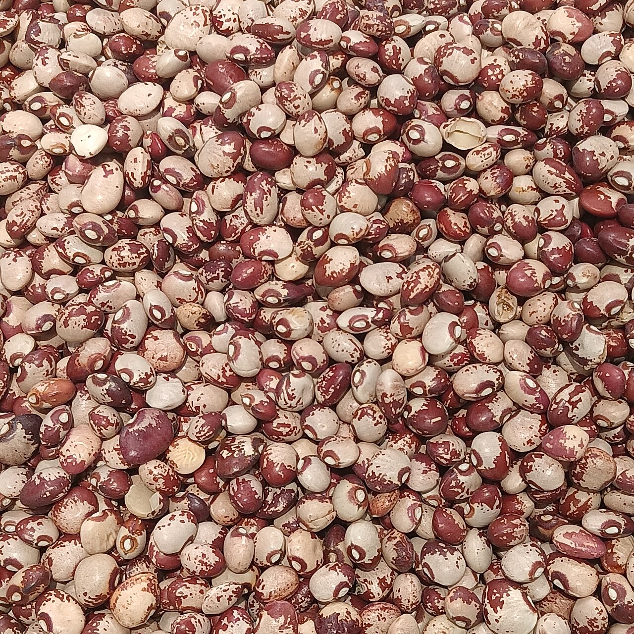Patterned cowpea