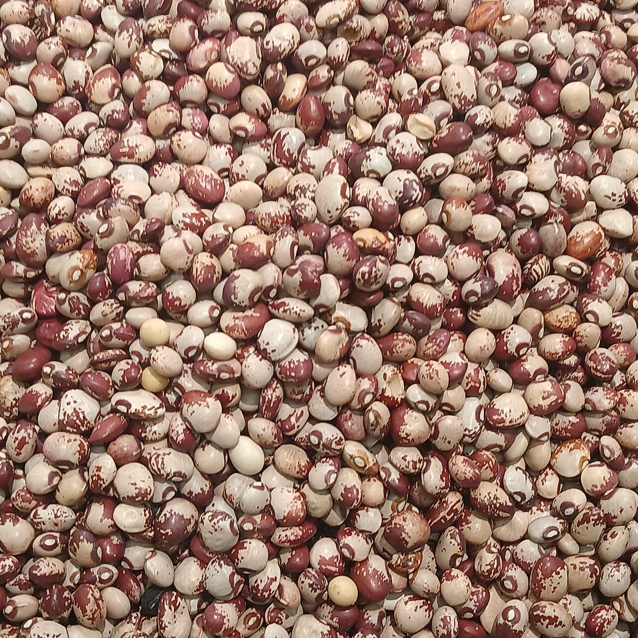 Patterned cowpea