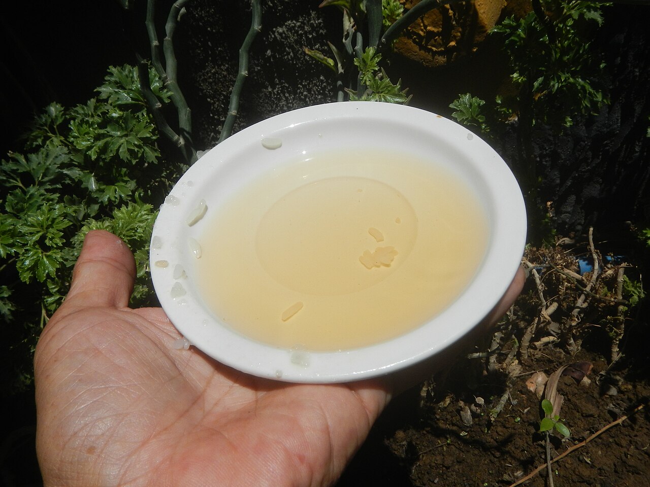 Cider apple