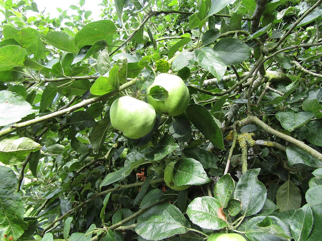 Cooking apple