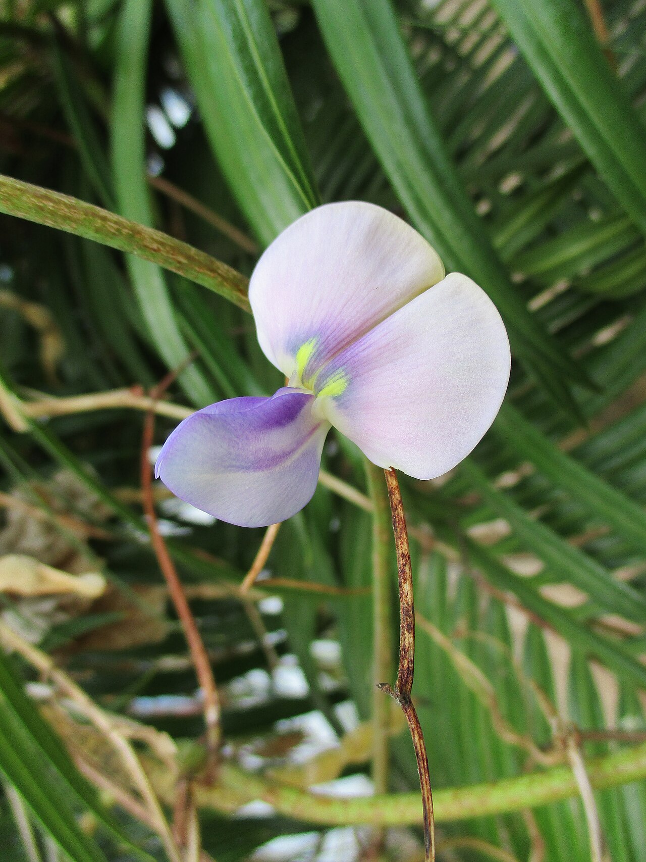 Cowpea