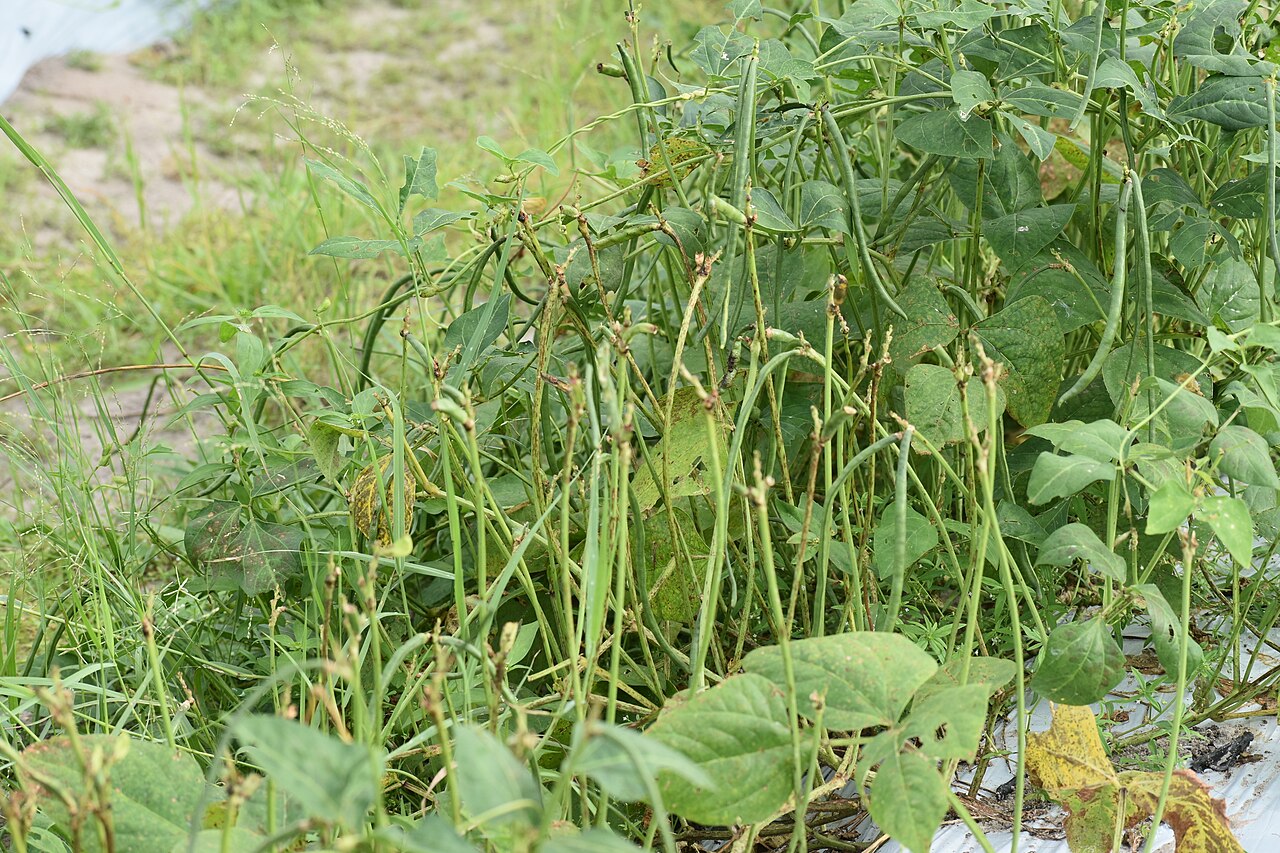 Cowpea