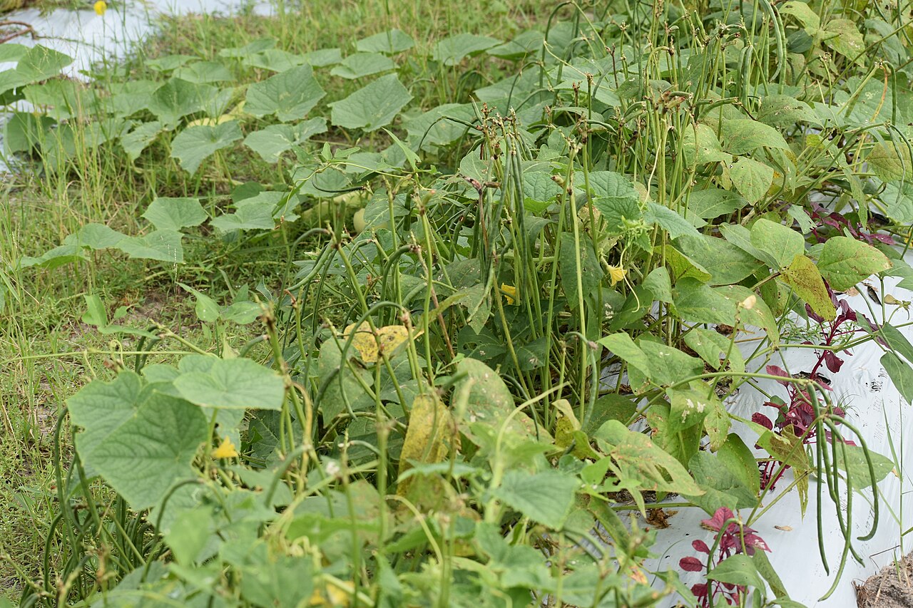 Cowpea