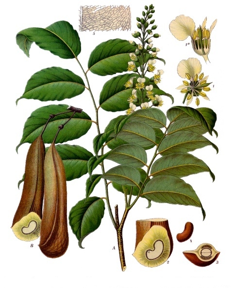 Balsam of Peru