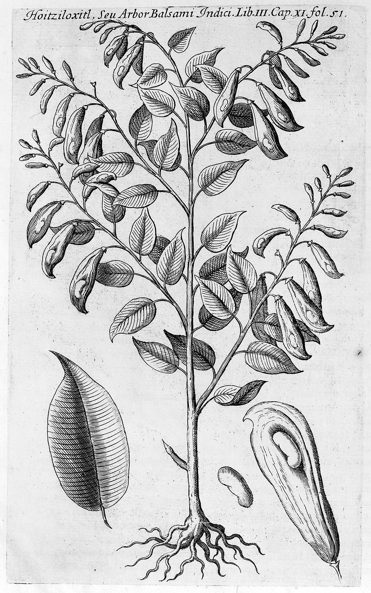 Balsam of Peru