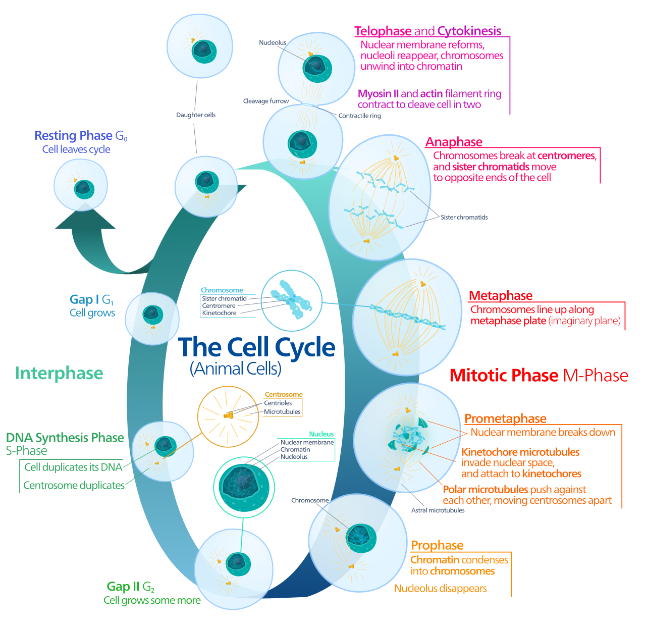 Galvanic cell