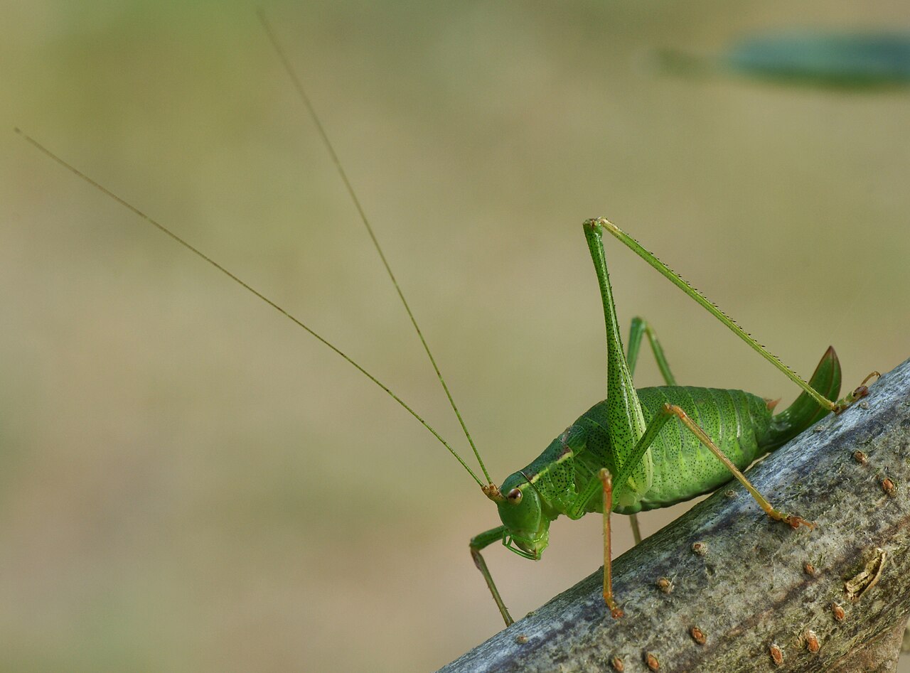Cricket (video game series)
