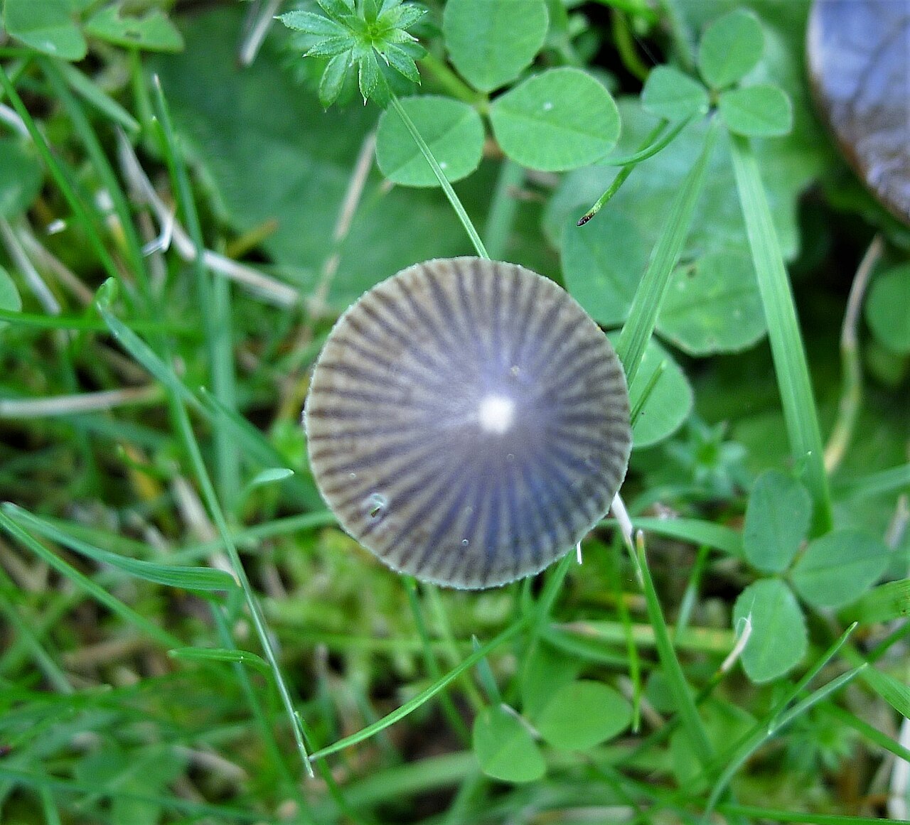 Aetites