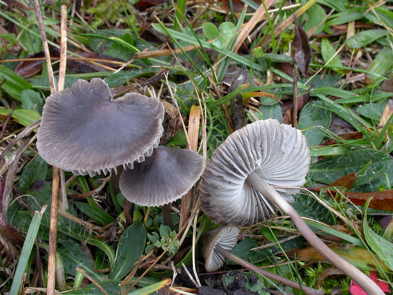 Aetites