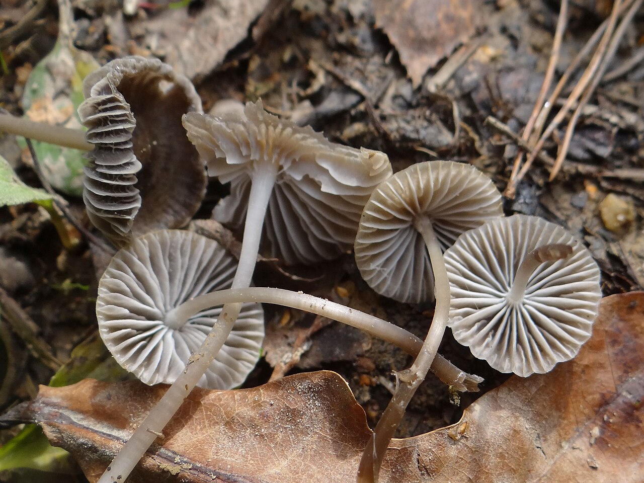 Aetites