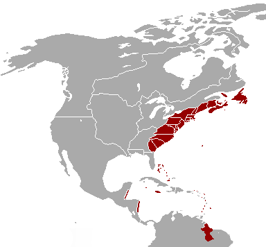Slavery in British American territory