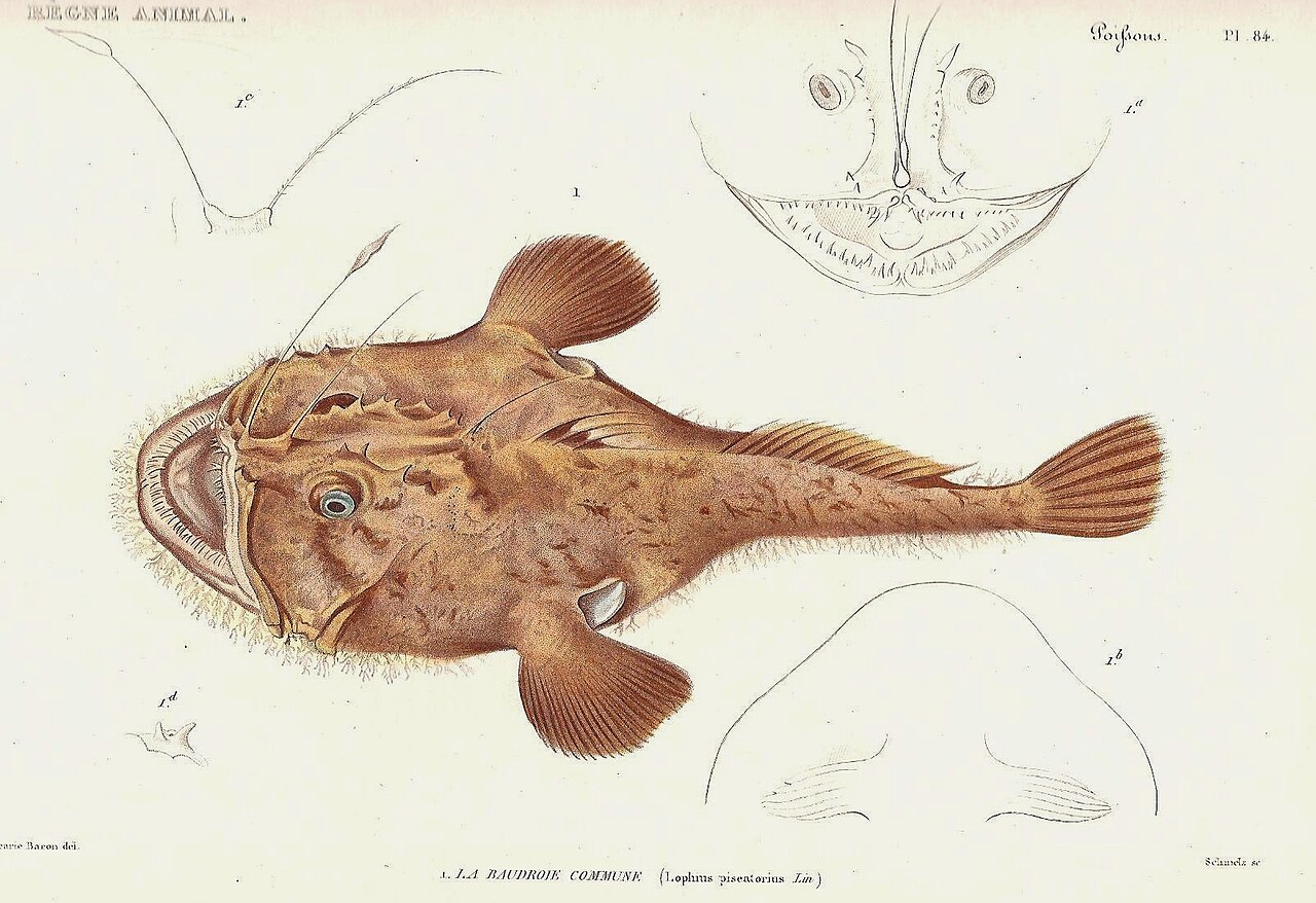 Cuvier 84 Baudroie