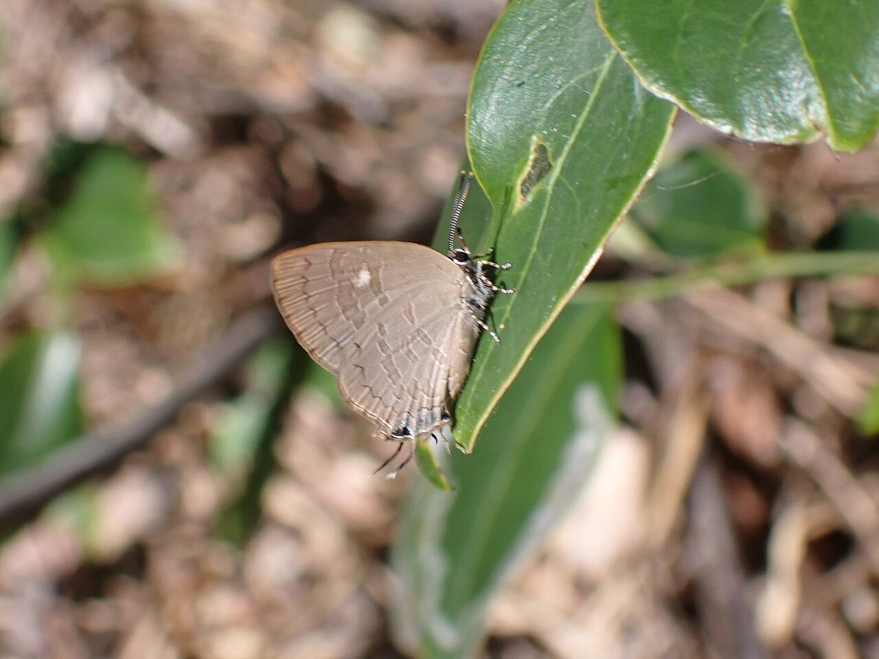 Achaja