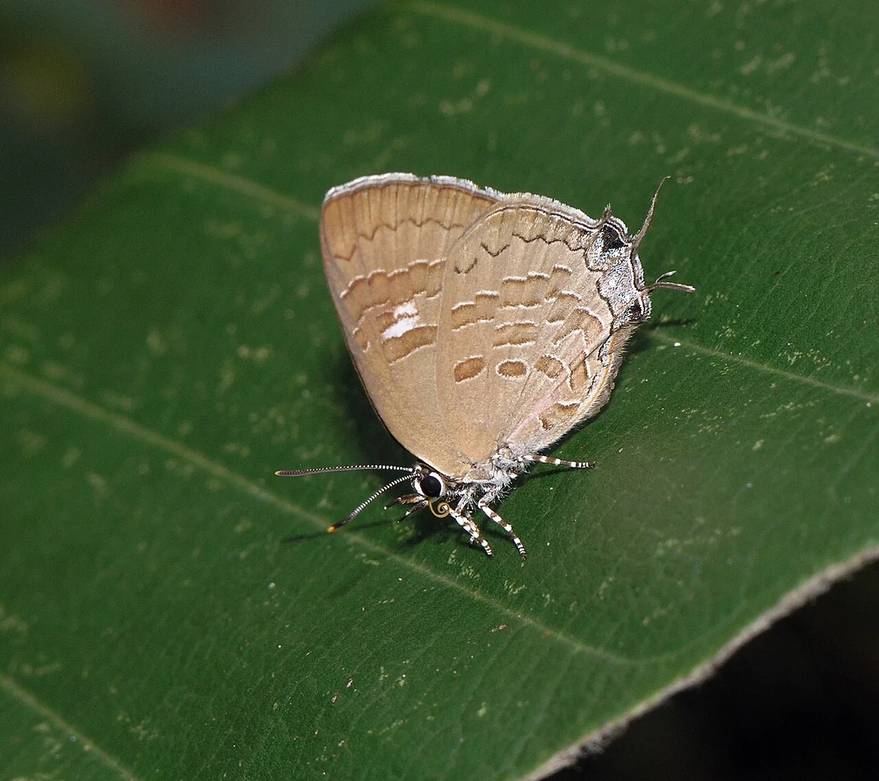 Achaja