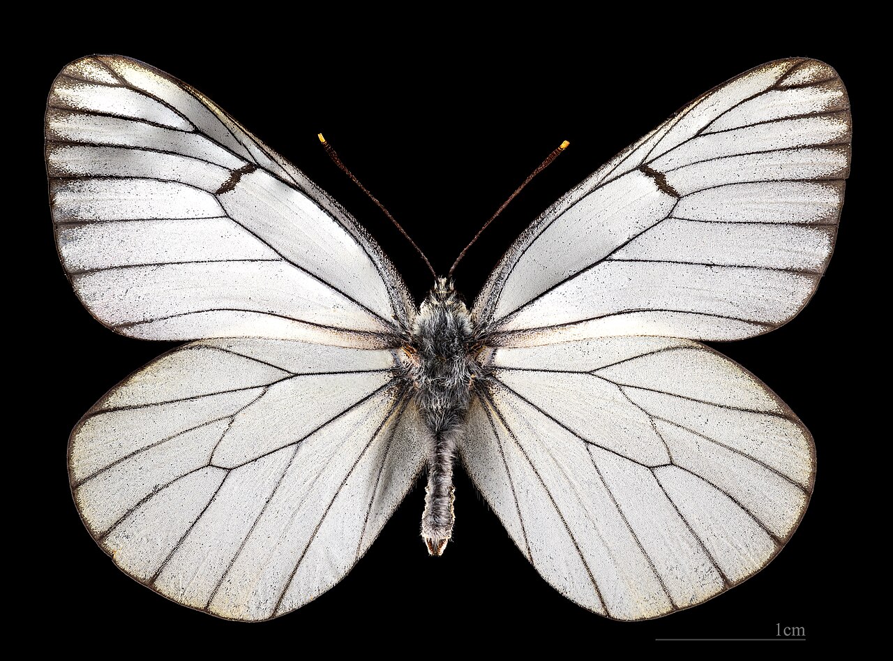 Aporia (Fargo)