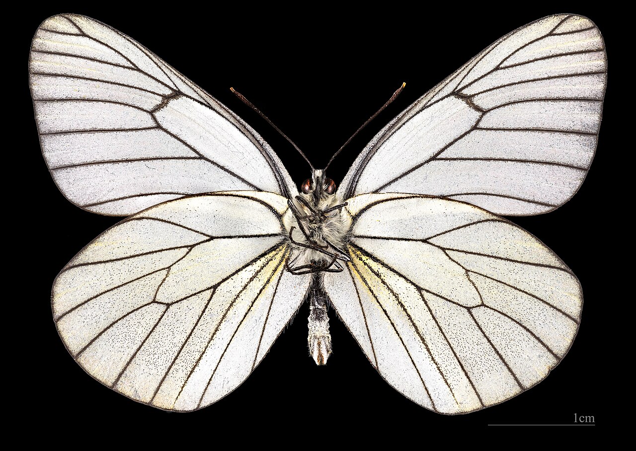Aporia (Fargo)