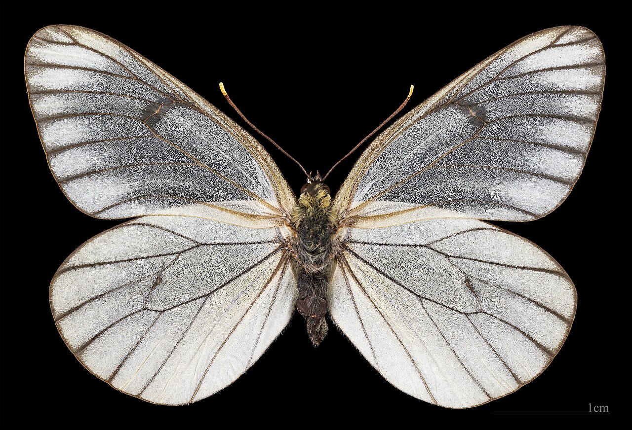 Aporia (Fargo)